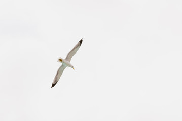 Obraz premium Seagull flying above our heads isolated on white background