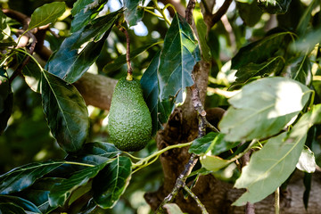 Avocado, green gold, trendy fruit for a diet with healthy fats, hung on the tree.