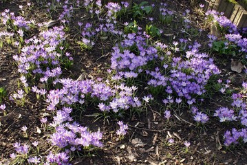 Tapis de crocus sauvages en for&ecirc;t.