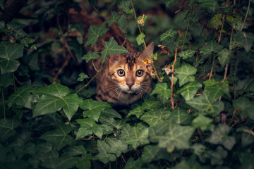 Bengal Cat Kitten Leaves Foliage