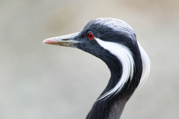 Bird. Shooting with an indistinct background.