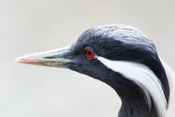Bird. Shooting with an indistinct background.