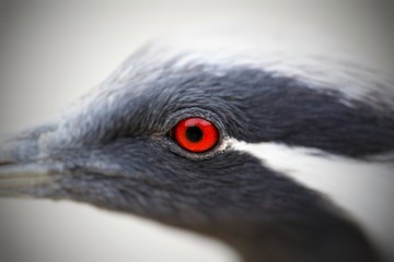 Bird. Shooting with an indistinct background.