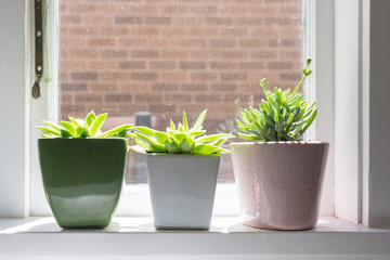Three succulent plants in coloured pots on window sill with sunlight (selective focus)