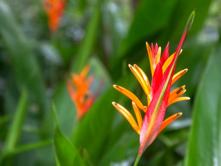 Fototapeta na wymiar close up of a heliconia psittacorum tropical flower on maui