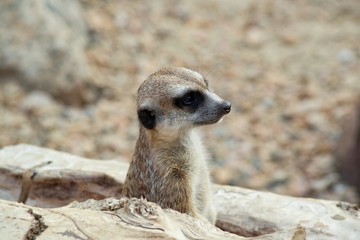 Fototapeta premium Surikata. Species of mammals from family of mongoose. It is widespread in South Africa.