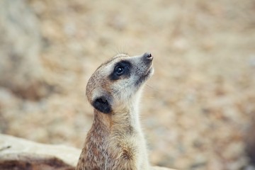 Surikata. Species of mammals from family of mongoose. It is widespread in South Africa.