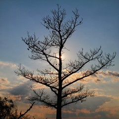 Dead tree on a mountain.