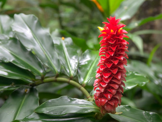 close up of a red tower ginger tropical flower on maui