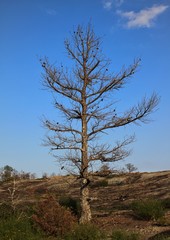 Dead tree on a mountain.