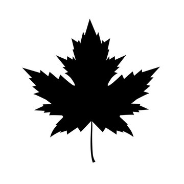 Maple Leaf Flat Icon