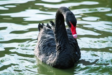 Black swan.
