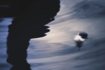Feather of a bird on water.