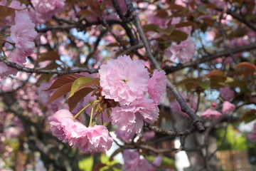 ピンクの八重さくら