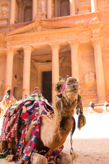 Portrait of a camel in Petra