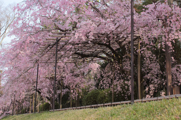 京都　半木の道の枝垂れ桜