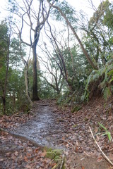 森の小道