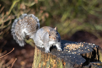 Grey Squirrel Feeding on a Tree Stump