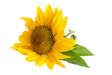 Yellow Sunflower Isolated On White  Background