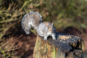 Naklejka premium Grey Squirrel Feeding on a Tree Stump