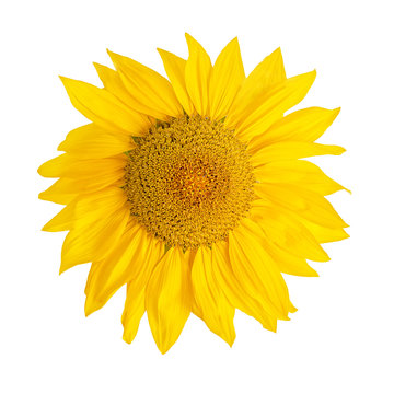 Yellow Sunflower Flower Head  Isolated On White  Background