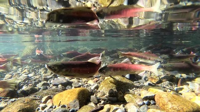 Salmon chases away another fish from her spot slow motion