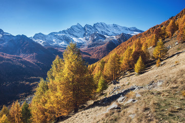 Fototapeta premium View on forest and snowy peaks