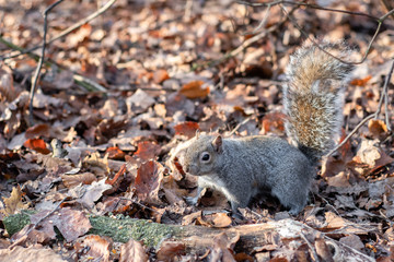 Grey Squirrel foraging in Autumn Leaves