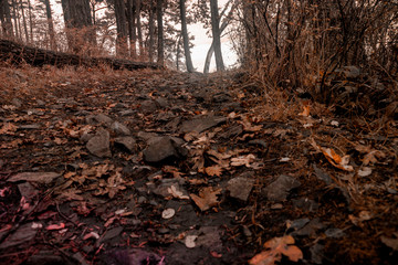 Obraz na płótnie Canvas Fall leaves cover a hiking path at Piper's Lagoon in Nanaimo, British Columbia.