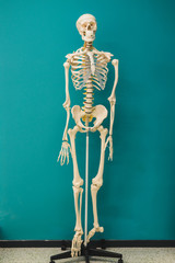 Anatomy class. The human skeleton in full growth stands on the background of the wall
