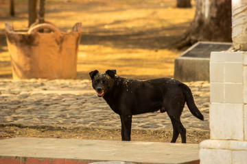 Perro negro en el parque