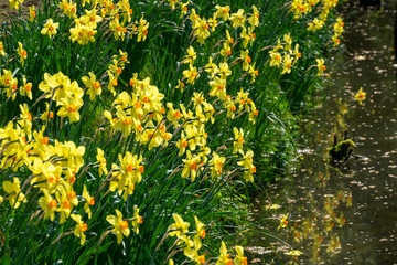 Narzissen (Narcissus) an einem Wassergraben