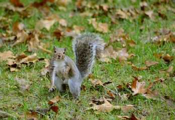 A Gray Squirrel hunts for nuts in the summer.