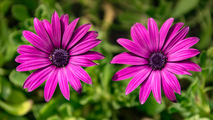 fleure