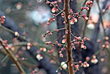 초봄 매화꽃망울