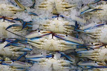 Blue swimmer crab (Portunus armatus) for sale at a seafood market in Sydney, Australia