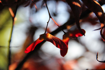 red fall abstract