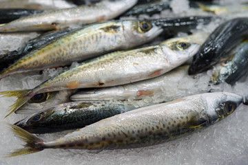 Baby blue mackerel fish on ice at a seafood market