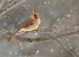 Beautiful photo of a female Northern Cardinal (Cardinalis cardinalis) perched on a branch during a gentle snow.