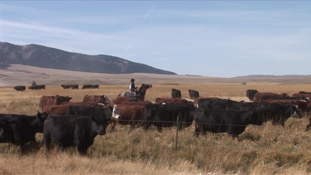 View of cowboy driving cattle in Wyoming United States