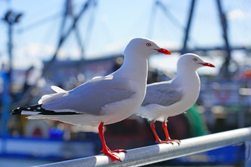 A wild Australian seagull bird with red beak and feet in the Sydney Harbour