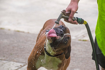 A Boxer Dog loves drinking from a water hose in summer.
