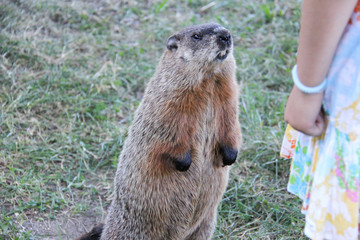 Canadian Beaver