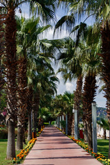 Obraz premium Beautiful alley with tall palms and flowers.