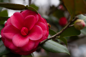 Camellia Bloom