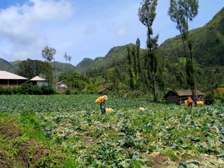 Bromo. Volcano in Java. Indonesia