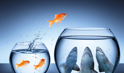Fototapeta Shark Trap - Business Risk Concept - Goldfish Jumping In Shark Tank obraz