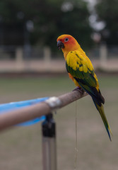 Small parrot with wooden rail.