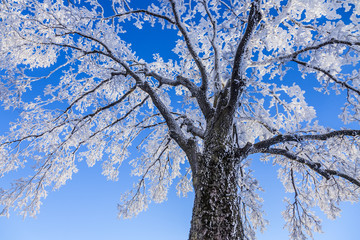 Frozen Tree - 250336539