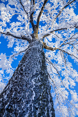 Frozen Tree - 250336580